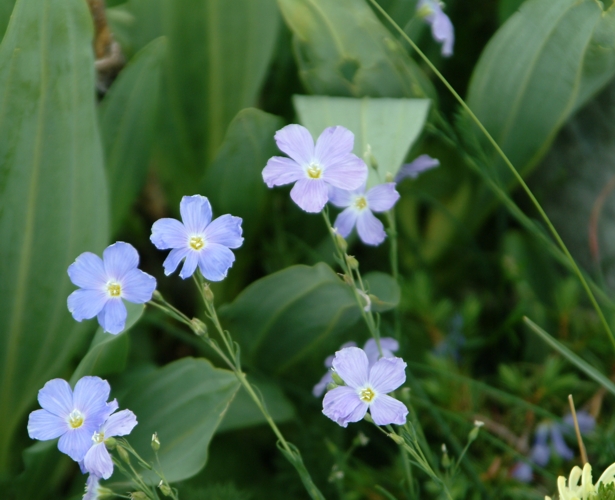 Linum alpinum ssp. gracilius  / Lino alpino